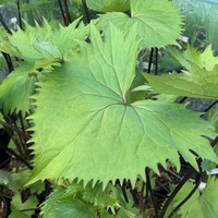 Ligularia  'The Rocket'